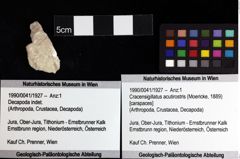 Foto (Objket + Etiketten) von Decapoda indet. 